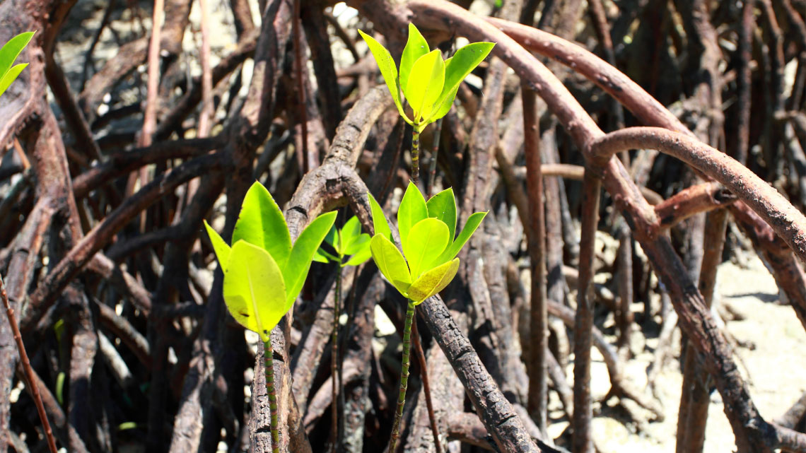 Mangroves